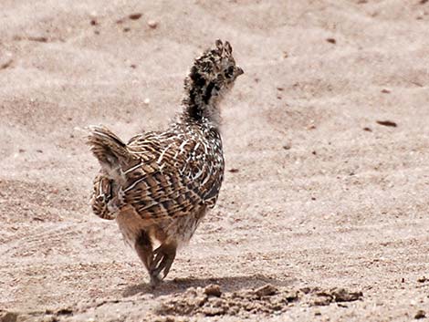 Dusky Grouse (Dendragapus obscurus)