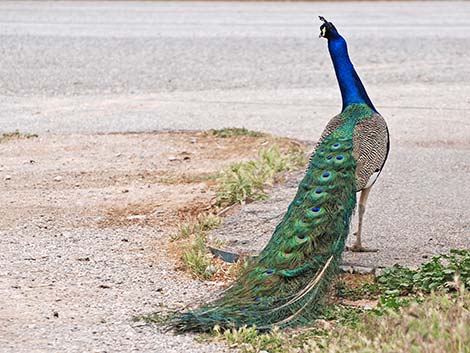 Indian Peafowl (Pavo cristatus)