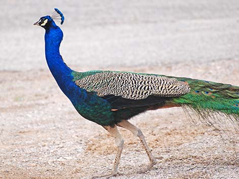 Indian Peafowl (Pavo cristatus)