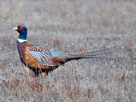 Ring-necked Pheasant (Phasianus colchicus)