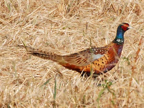 Ring-necked Pheasant (Phasianus colchicus)