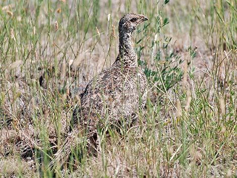 Greater Sage-Grouse (Centrocercus urophasianus)