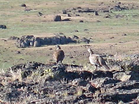 Greater Sage-Grouse (Centrocercus urophasianus)