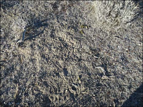 Greater Sage-Grouse (Centrocercus urophasianus)