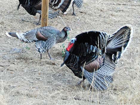 Wild Turkey (Meleagris gallopavo)