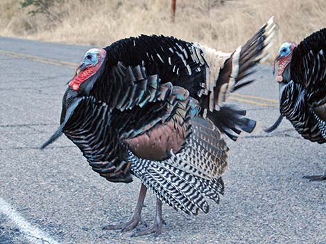 Phasianidae, Meleagridinae, Wild Turkey