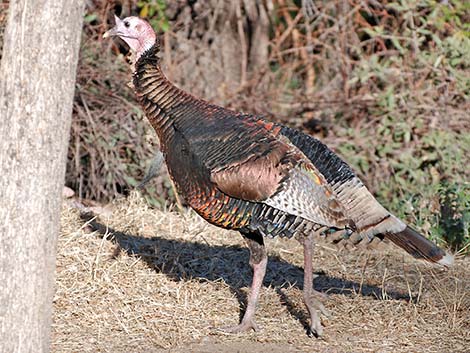 Wild Turkey (Meleagris gallopavo)