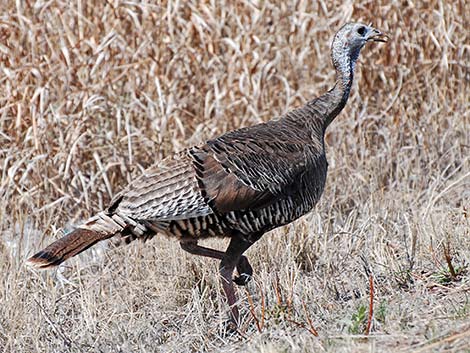 Wild Turkey (Meleagris gallopavo)