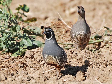 California Quail (Callipepla californica)