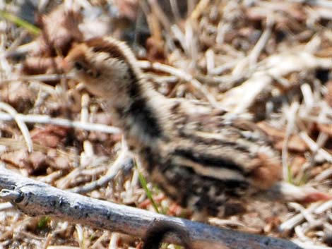 California Quail (Callipepla californica)