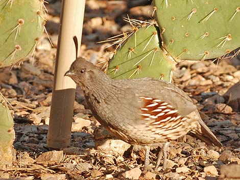 Gambel's Quail (Callipepla gambelii)