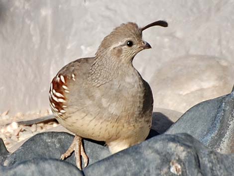 Gambel's Quail (Callipepla gambelii)