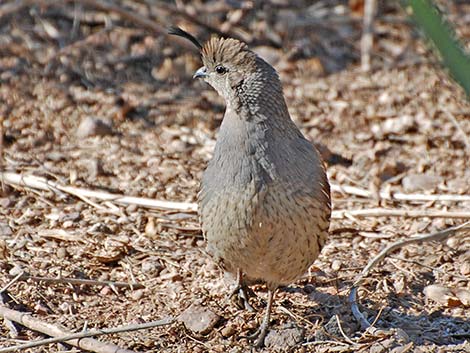 Gambel's Quail (Callipepla gambelii)