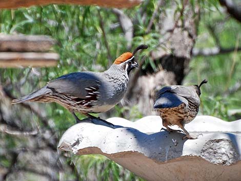 Gambel's Quail (Callipepla gambelii)