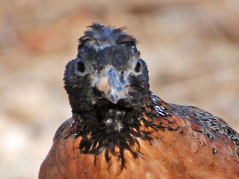 Masked Bobwhite (Colinus virginianus ridgwayi)