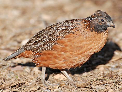 Masked Bobwhite (Colinus virginianus ridgwayi)