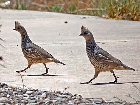 Scaled Quail (Callipepla squamata)