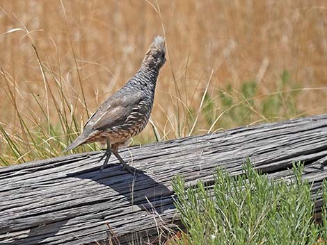 Scaled Quail (Callipepla squamata)