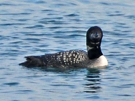 Common Loon (Gavia immer)