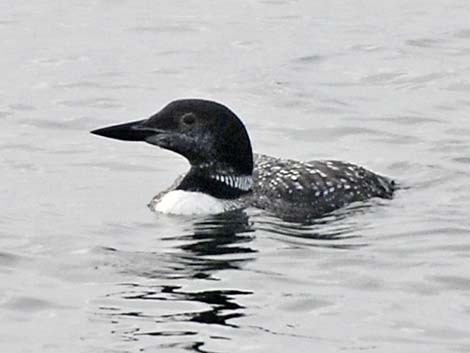 Loons (Gaviiformes)