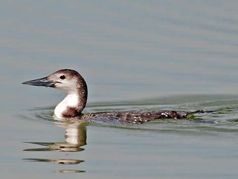 Common Loon (Gavia immer)