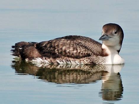 Common Loon (Gavia immer)