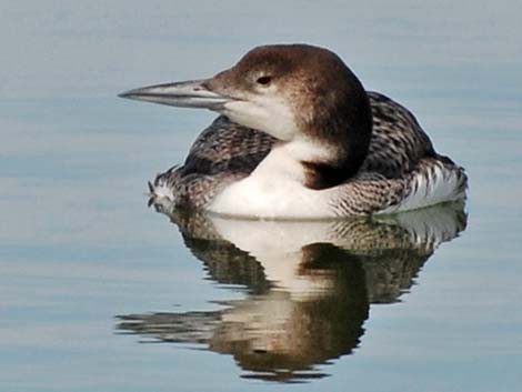 Common Loon (Gavia immer)