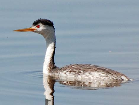 Clark's Grebe (Aechmophorus clarkii)