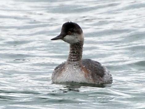 Eared Grebe (Podiceps nigricollis)