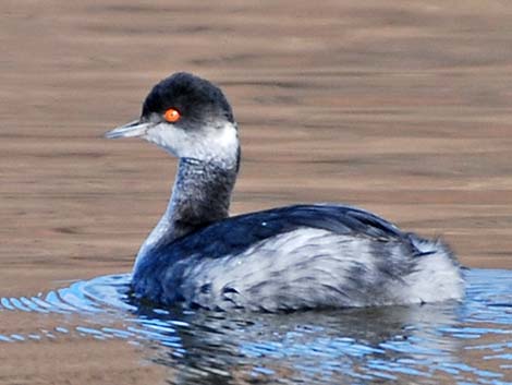 Eared Grebe (Podiceps nigricollis)