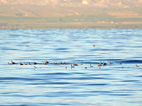 Eared Grebe (Podiceps nigricollis)