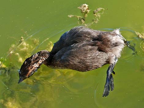 Pied-billed Grebe (Podilymbus podiceps)