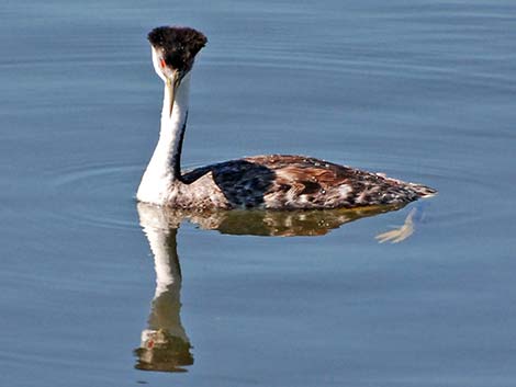 Western Grebe (Aechmophorus occidentalis)