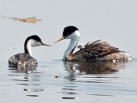 Western Grebe (Aechmophorus occidentalis)