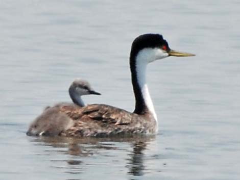 Western Grebe (Aechmophorus occidentalis)