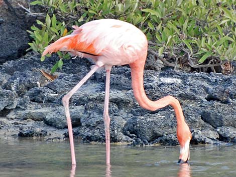 American Flamingo (Phoenicopterus ruber)