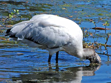 Wood Stork (Mycteria americana)