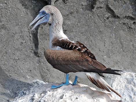 Blue-footed Booby (Sula nebouxii)