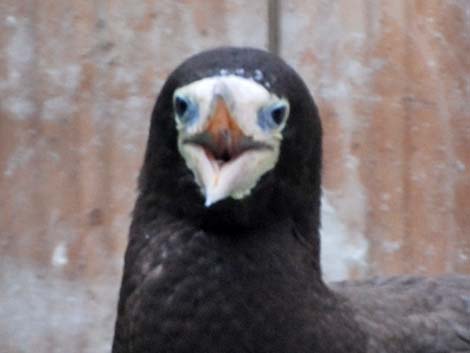 Brown Booby (Sula leucogaster)