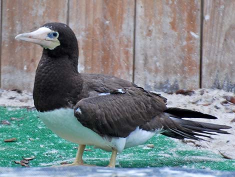 Brown Booby (Sula leucogaster)