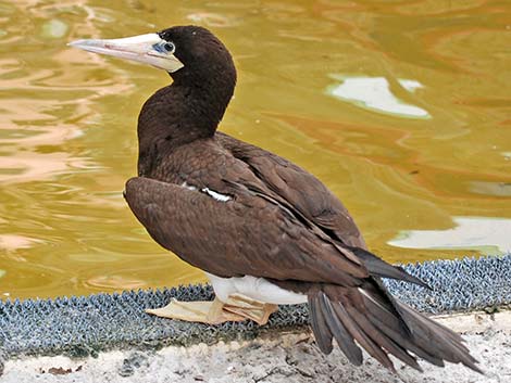 Brown Booby (Sula leucogaster)