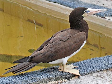 Brown Booby (Sula leucogaster)