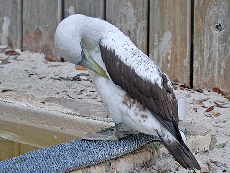 Northern Gannet (Morus bassanus)