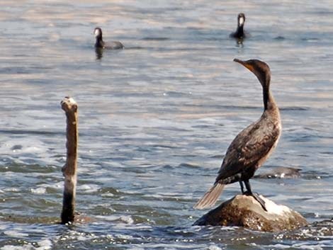 Double-crested Cormorant (Phalacrocorax auritus)