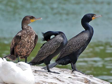 Phalacrocoracidae