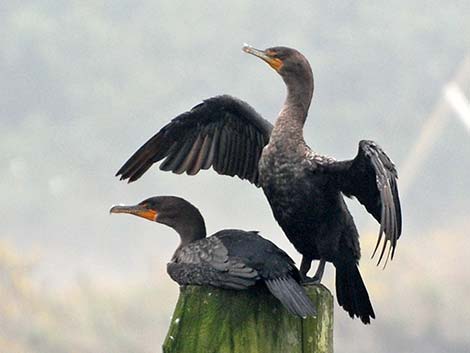 Double-crested Cormorant (Phalacrocorax auritus)