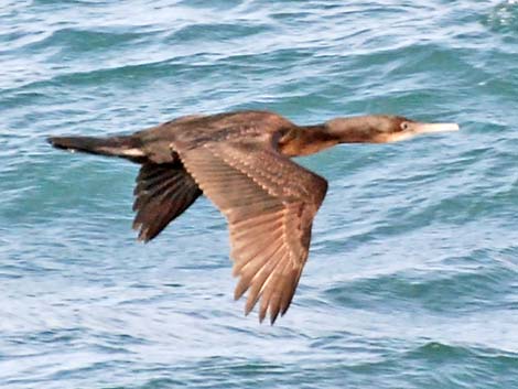 Double-crested Cormorant (Phalacrocorax auritus)