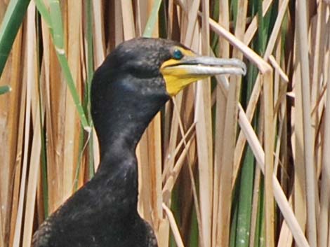 Double-crested Cormorant (Phalacrocorax auritus)