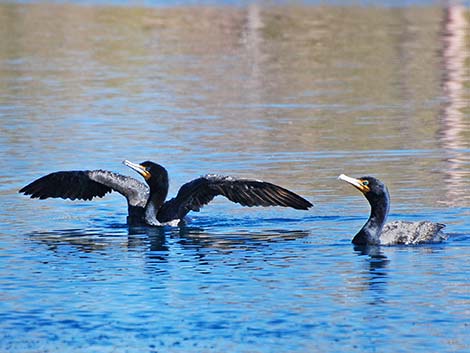 Double-crested Cormorant (Phalacrocorax auritus)