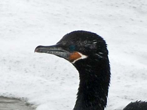 Neotropic Cormorant (Phalacrocorax brasilianus)